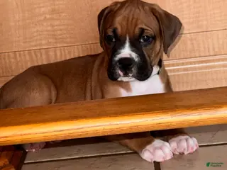 Boxer dogs Sully - Ad 4