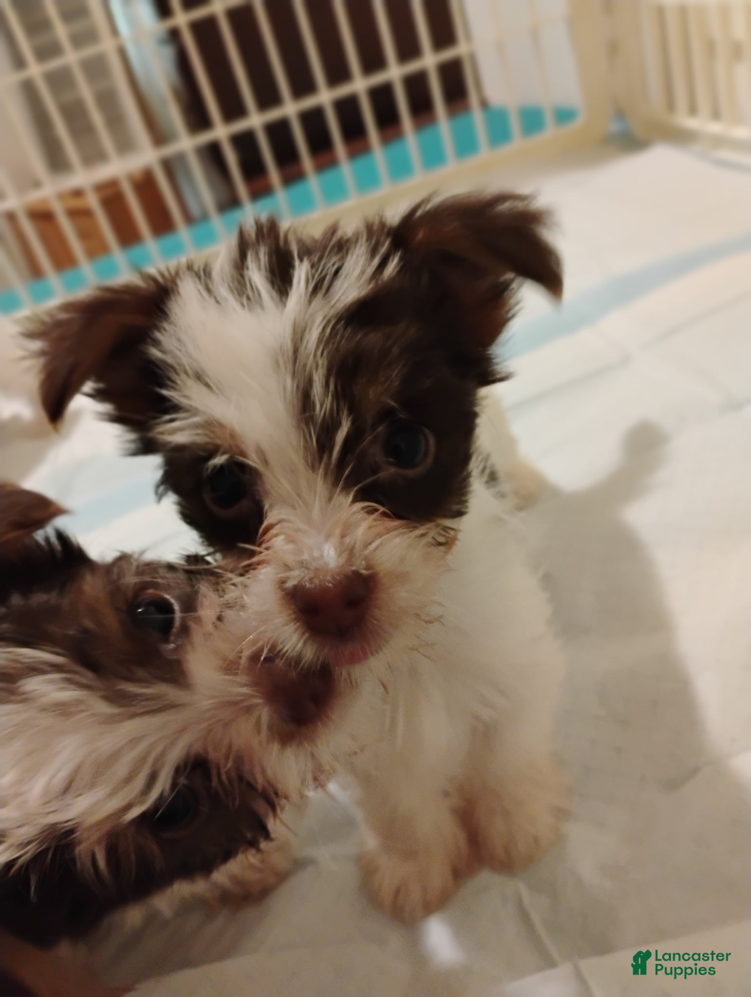 Biewer Terrier dogs Biewer Terrier Puppy 2 - Ad 1