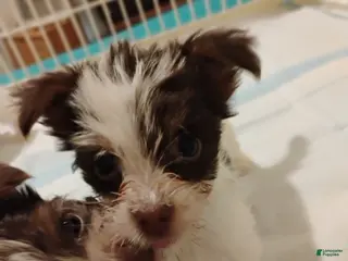 Biewer Terrier dogs for sale: Biewer Terrier Puppy 2 - Ad 1