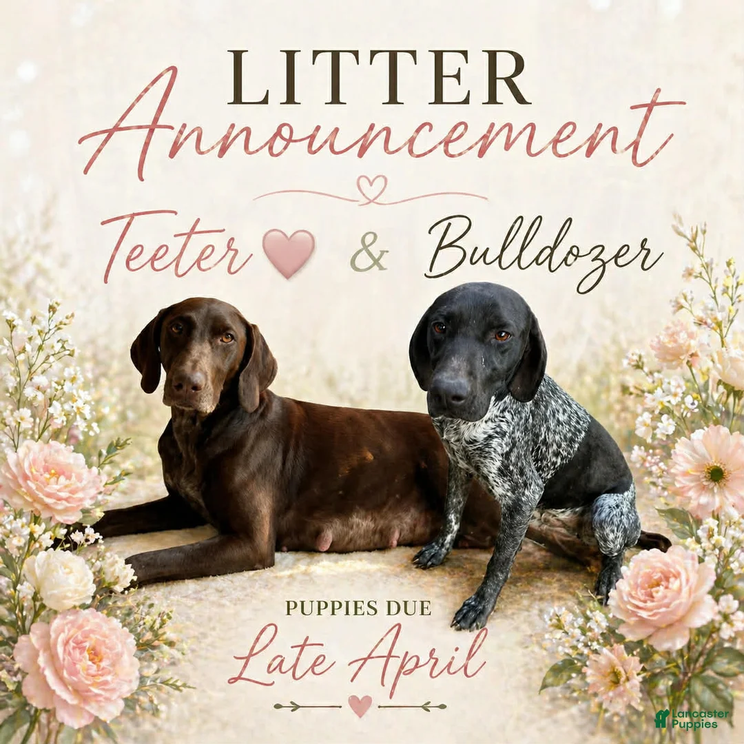 German Shorthaired Pointer dogs for sale: Bode - Ad 2