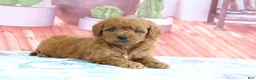 Mini Goldendoodle dogs for sale: Pete - Ad 4