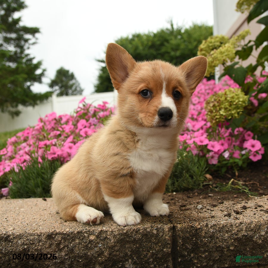 Welsh Corgi Pembroke dogs Willow - Ad 2