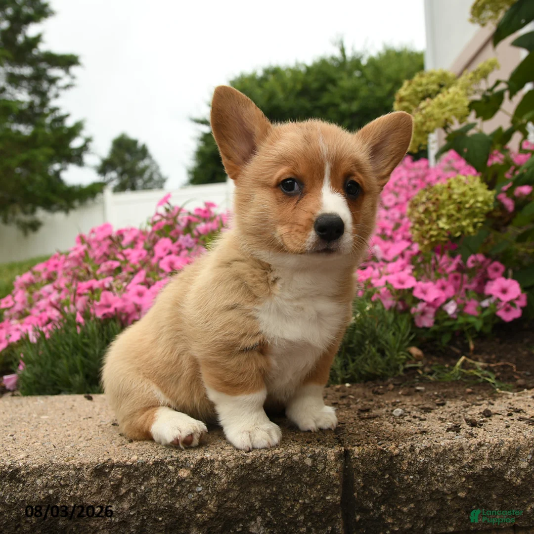 Welsh Corgi Pembroke dogs for sale: Willow - Ad 2
