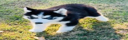 Siberian Husky dogs for sale: Siberian Husky Puppy 2 - Ad 12