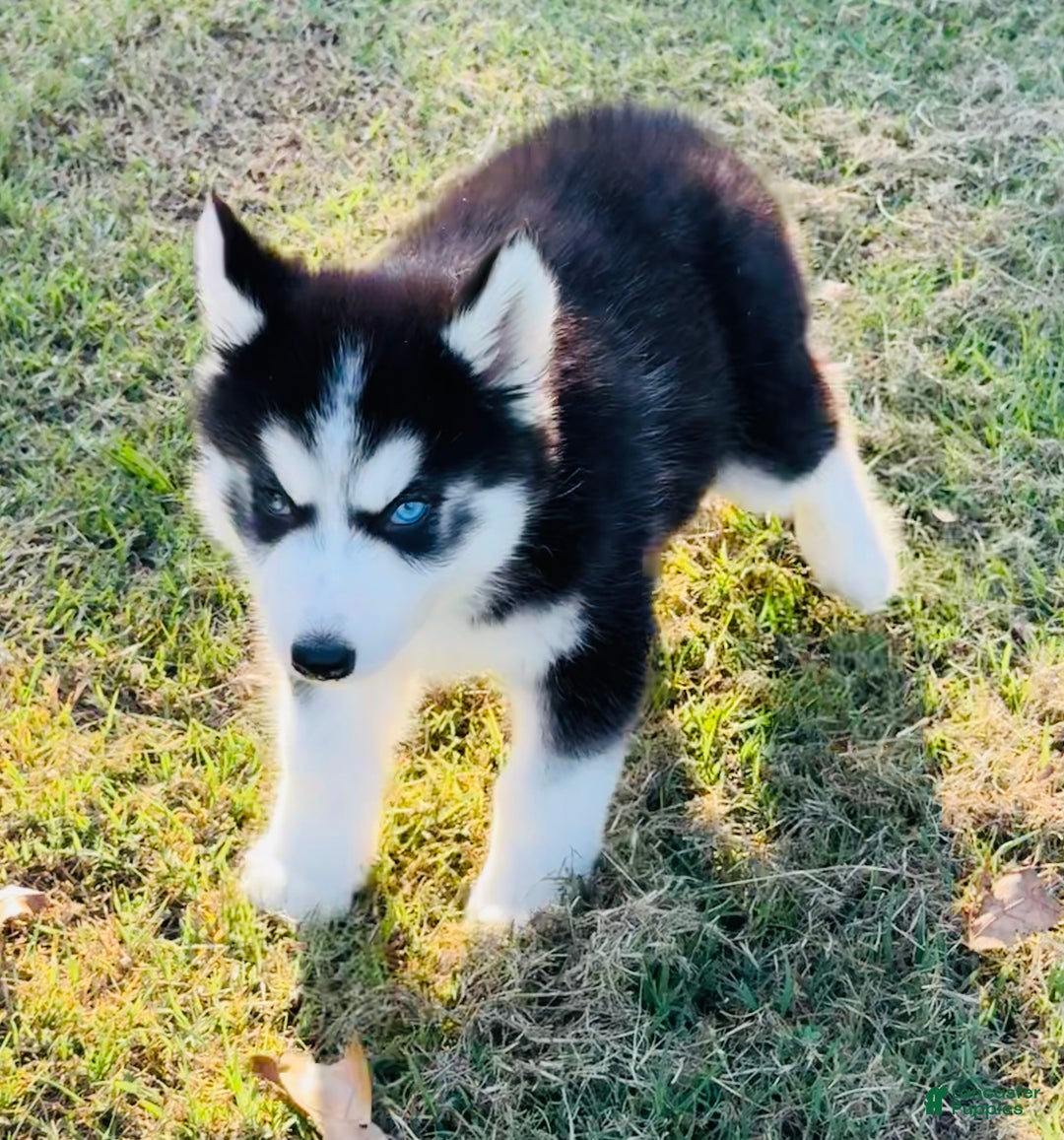 Siberian Husky dogs for sale: Siberian Husky Puppy 2 - Ad 12