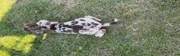 Catahoula Leopard Dog dogs for sale: Chunker aka Reddington “Red” - Ad 4