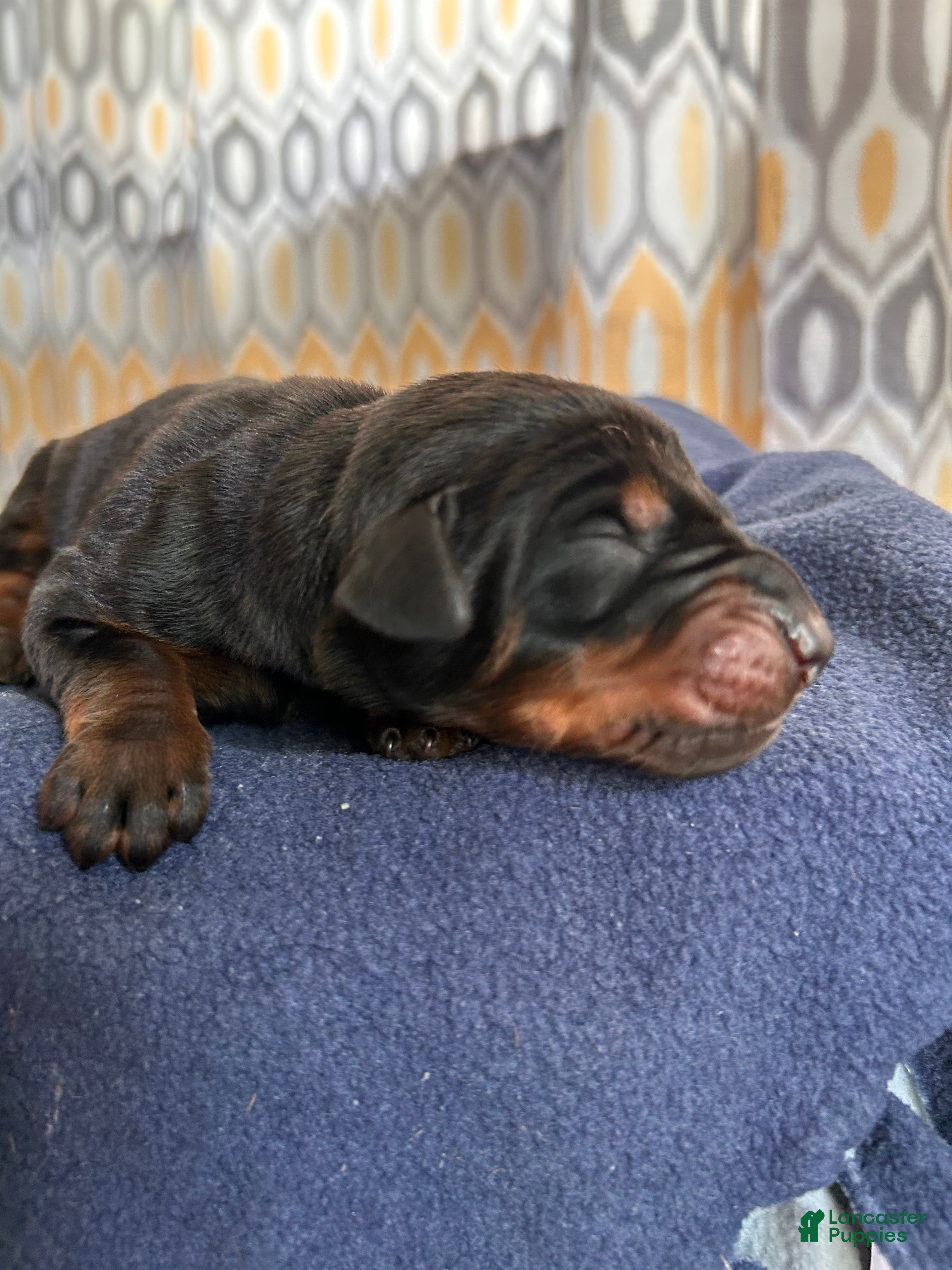 Doberman Pinscher dogs Upcoming Doberman Litter  - Ad 3