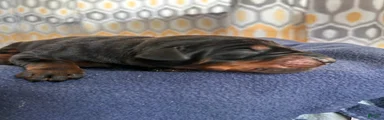 Upcoming Doberman Litter 