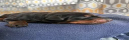Doberman Pinscher dogs for sale: Upcoming Doberman Litter  - Ad 1