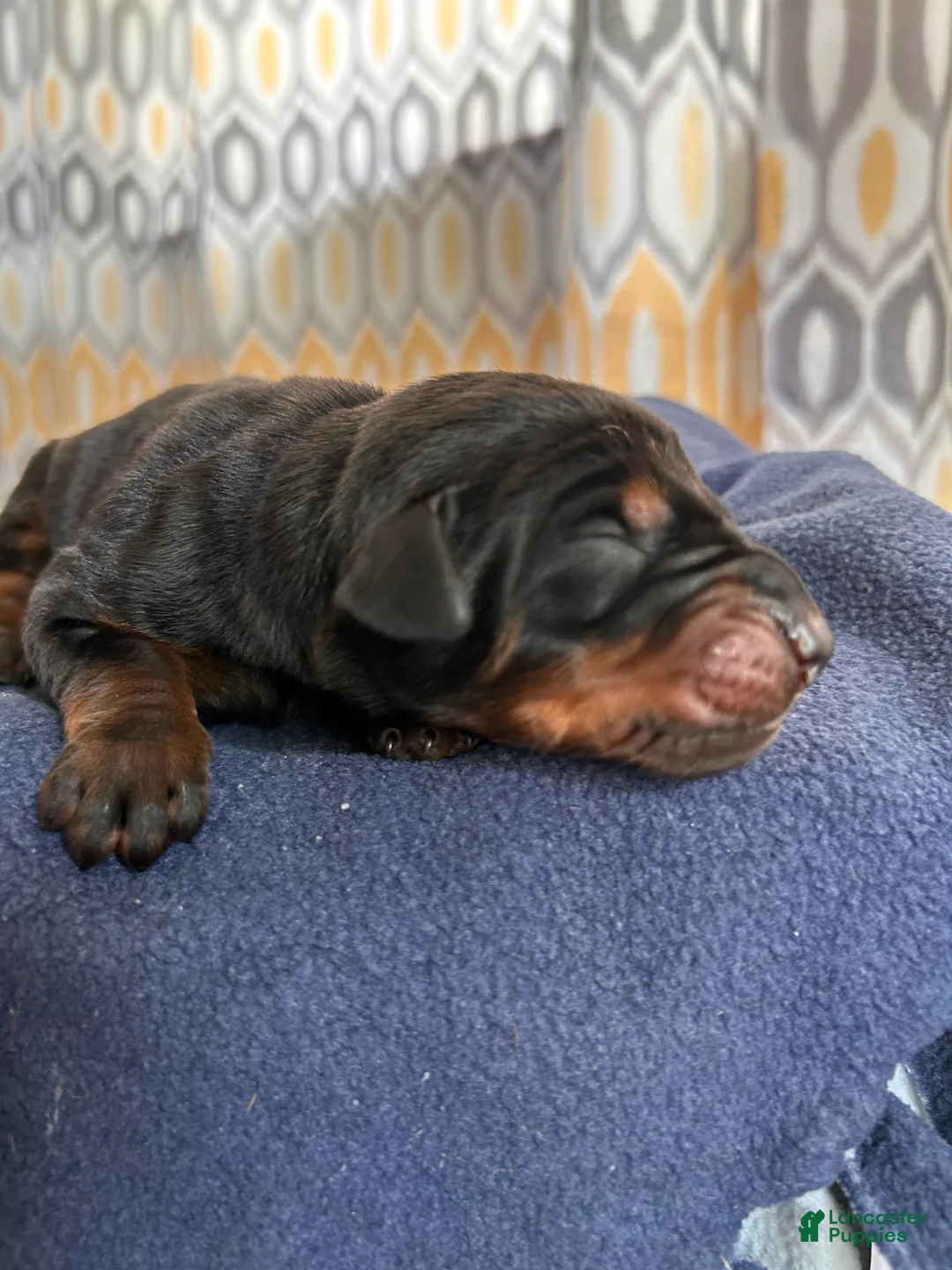 Doberman Pinscher dogs for sale: Upcoming Doberman Litter  - Ad 1