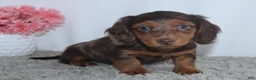 Miniature Dachshund dogs for sale: Quincy - Ad 4