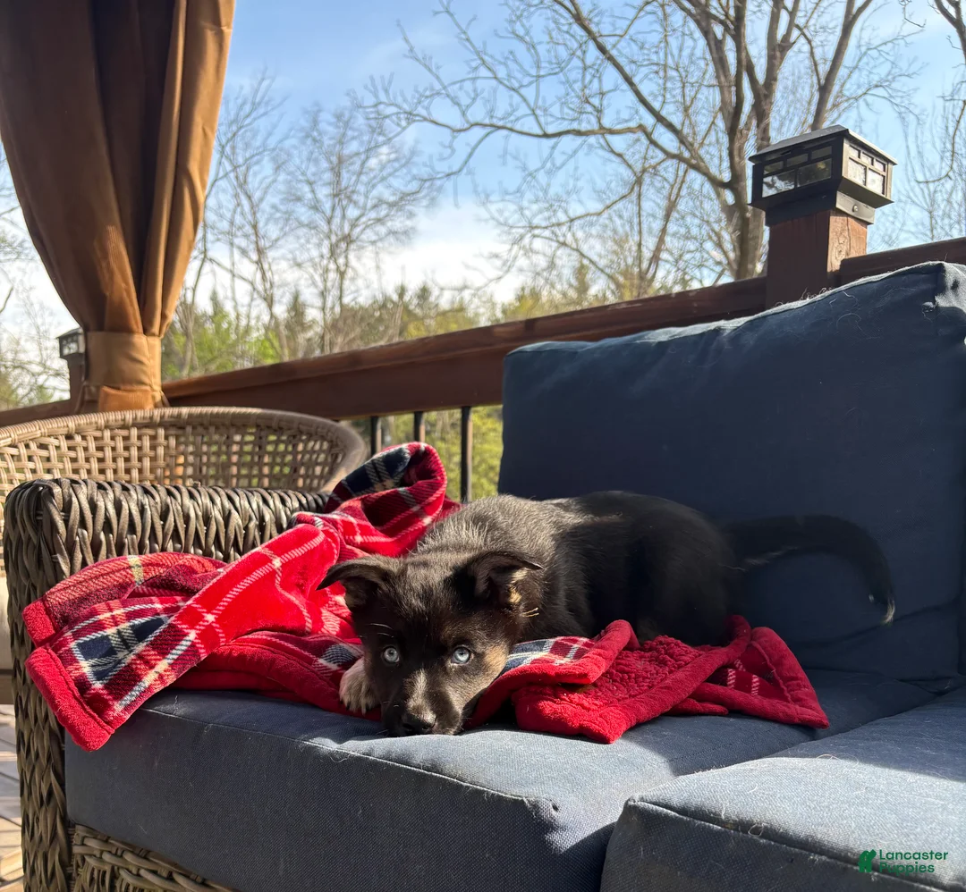 Mixed Breed dogs for sale: Nova - Ad 2