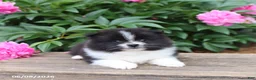 Pomeranian dogs for sale: Klondike - Ad 5