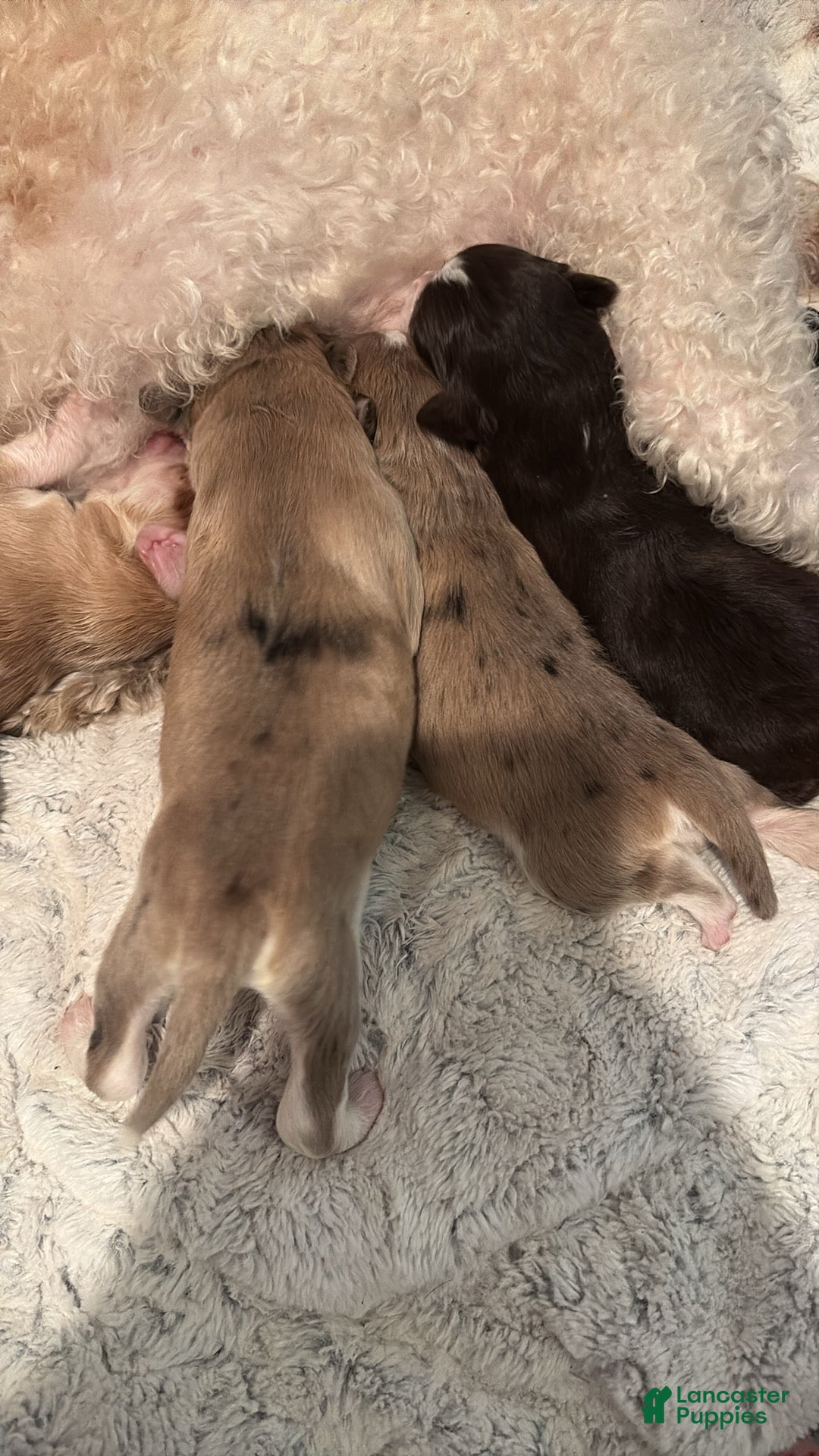 Mixed Breed dogs for sale: Ange - Ad 3