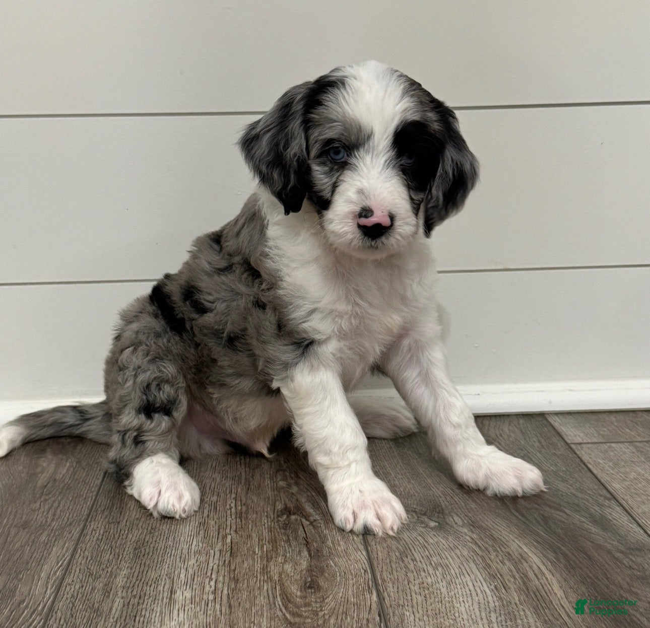 Aussiedoodle dogs for sale: Charming - Ad 21