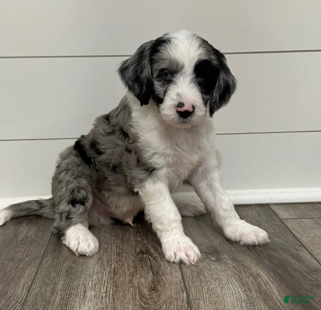 Aussiedoodle dogs for sale: Charming - Ad 1