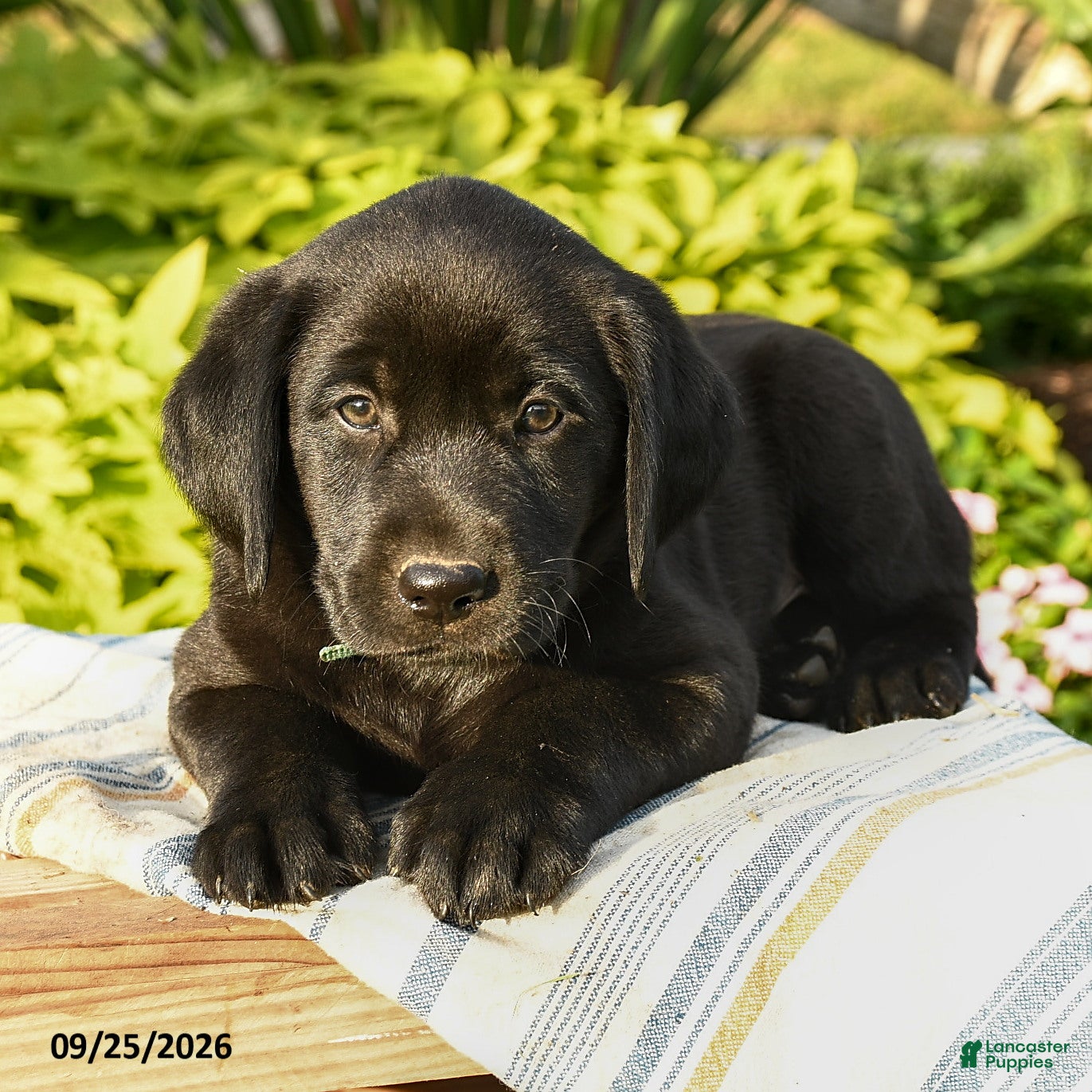 Labrador Retriever dogs Logan - Ad 2