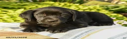 Labrador Retriever dogs for sale: Logan - Ad 2