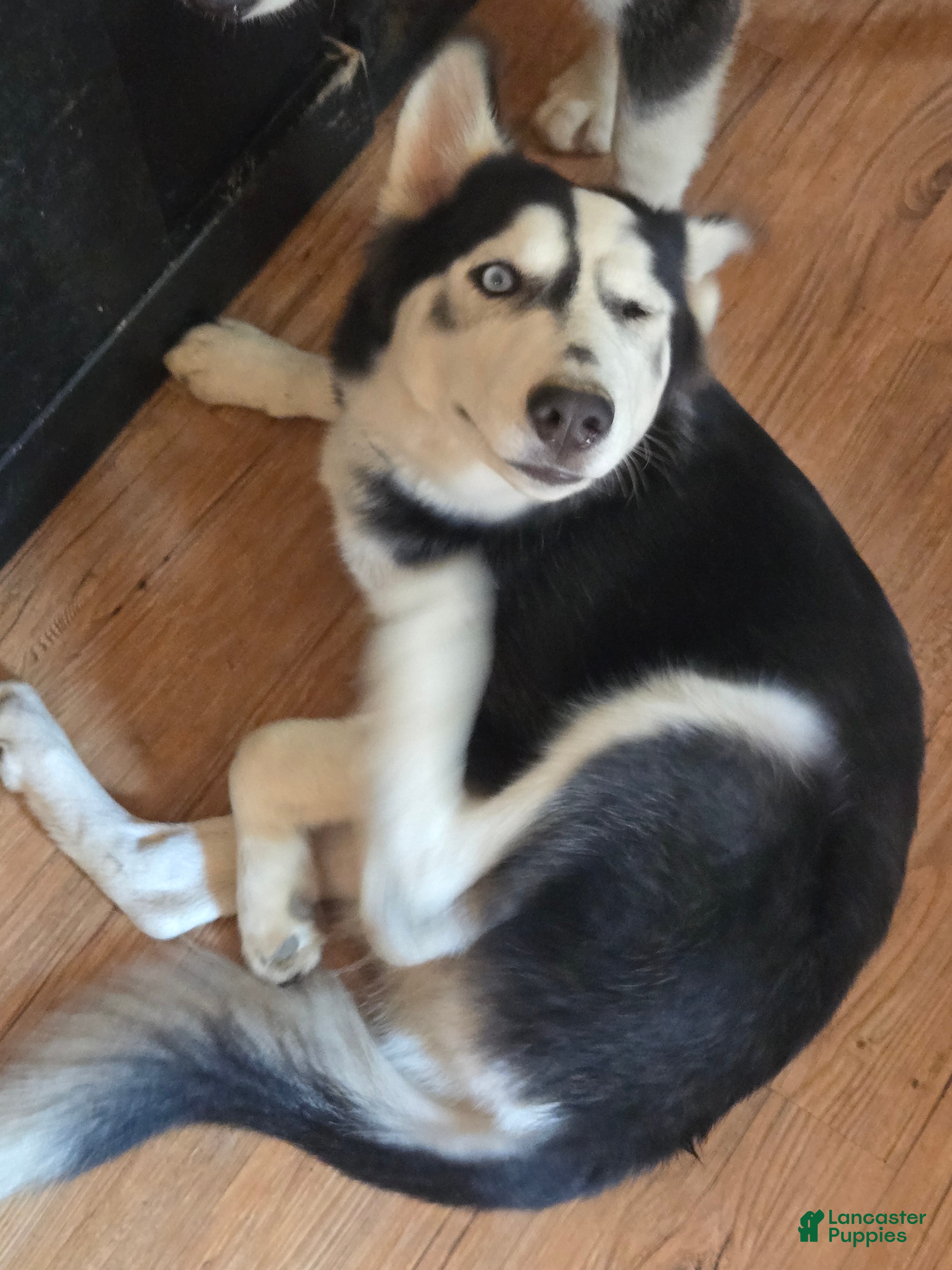 Siberian Husky dogs Girlie - Ad 1