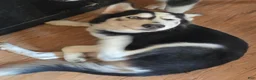 Siberian Husky dogs for sale: Girlie - Ad 1