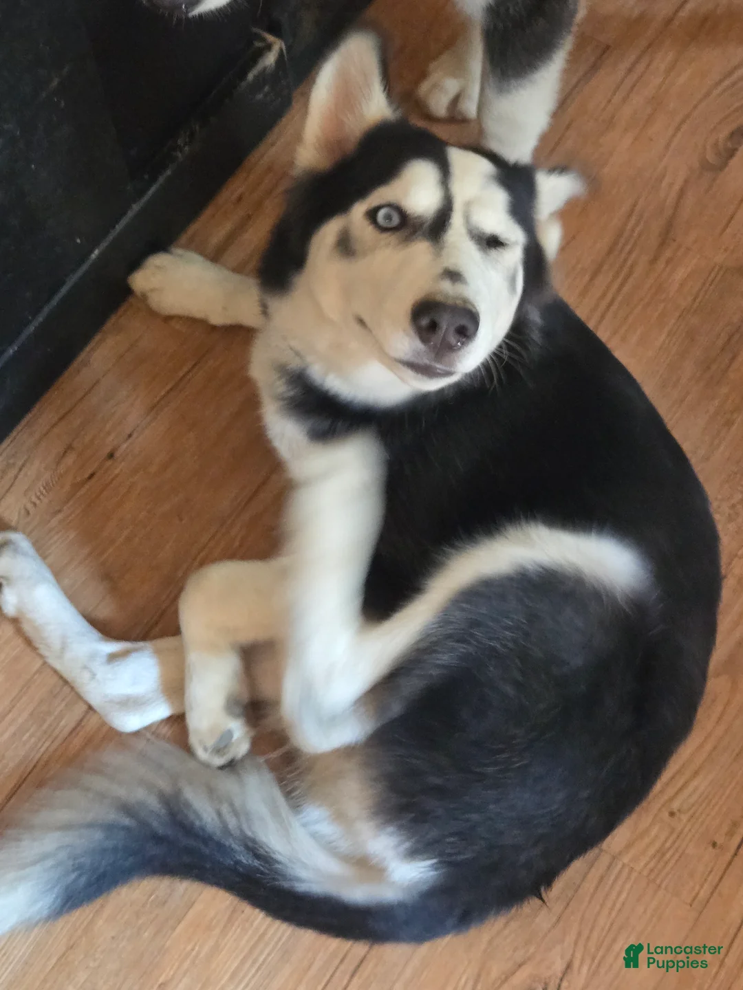 Siberian Husky dogs for sale: Girlie - Ad 1
