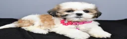 Shih Tzu dogs for sale: Candy - Ad 1