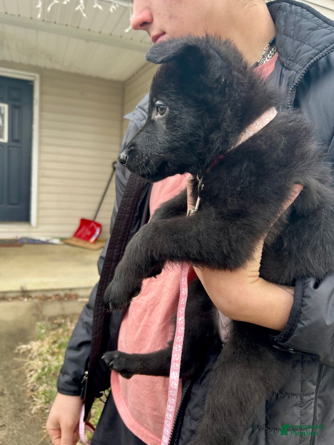 German Shepherd dogs for sale: German Shepherd Light Pink - Ad 2