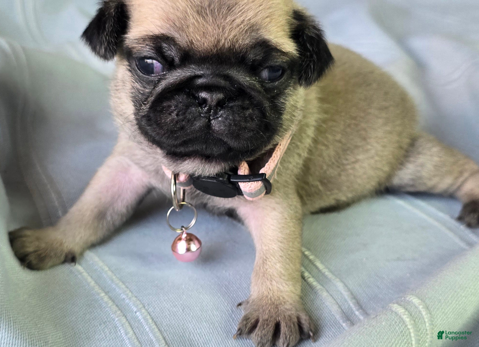 Pug dogs Farah - Ad 40