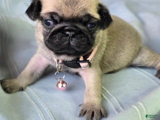Pug dogs Farah - Ad 40