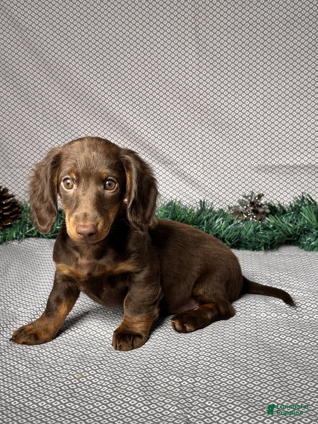 Miniature Dachshund dogs for sale: Ivy - Ad 2