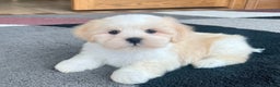 Lhasa Apso dogs for sale: Beau - Ad 3
