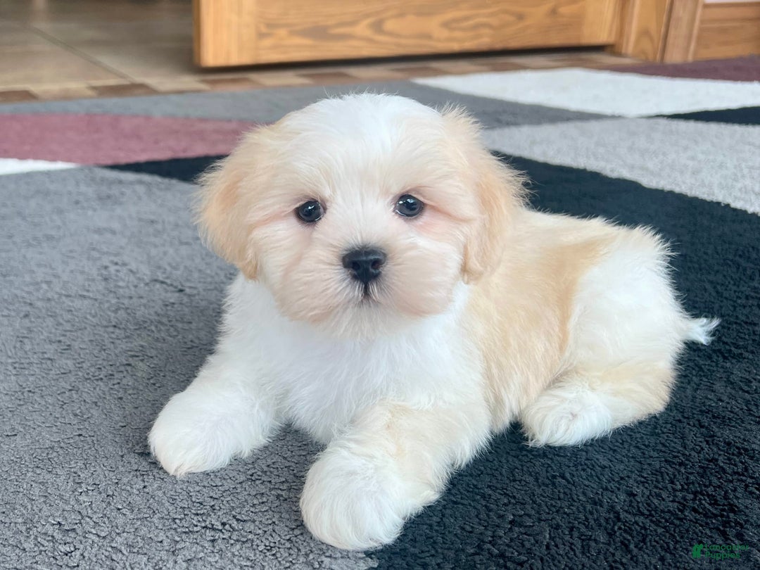 Lhasa Apso dogs for sale: Beau - Ad 3