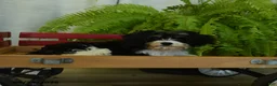 Cavachon dogs for sale: Mike - Ad 4