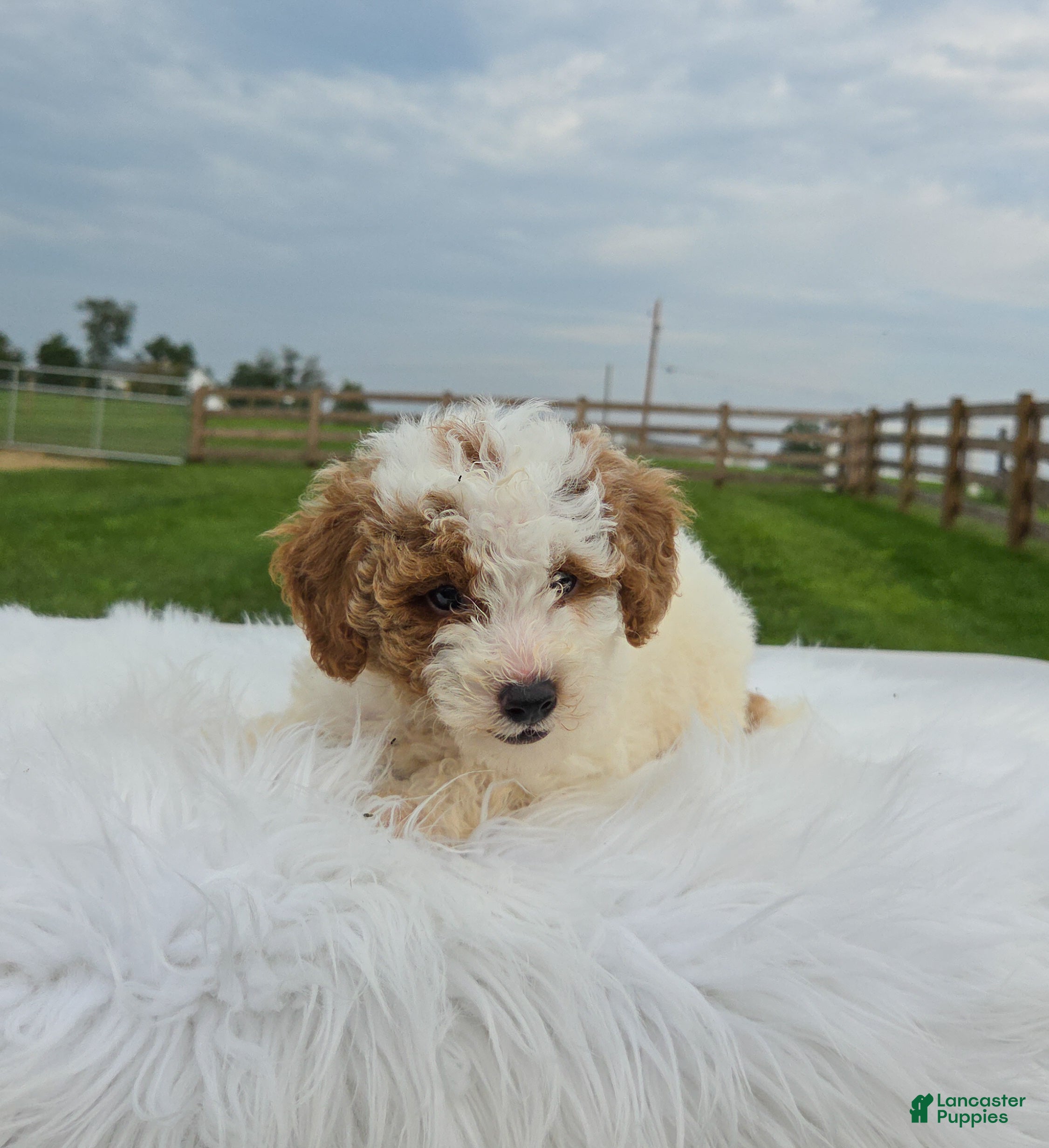Miniature Poodle dogs Cruse - Ad 2