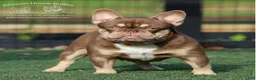 French Bulldog dogs for sale: Jerry - Ad 4