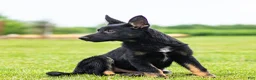 German Shepherd dogs for sale: Shane German Shepherd Puppy  - Ad 3