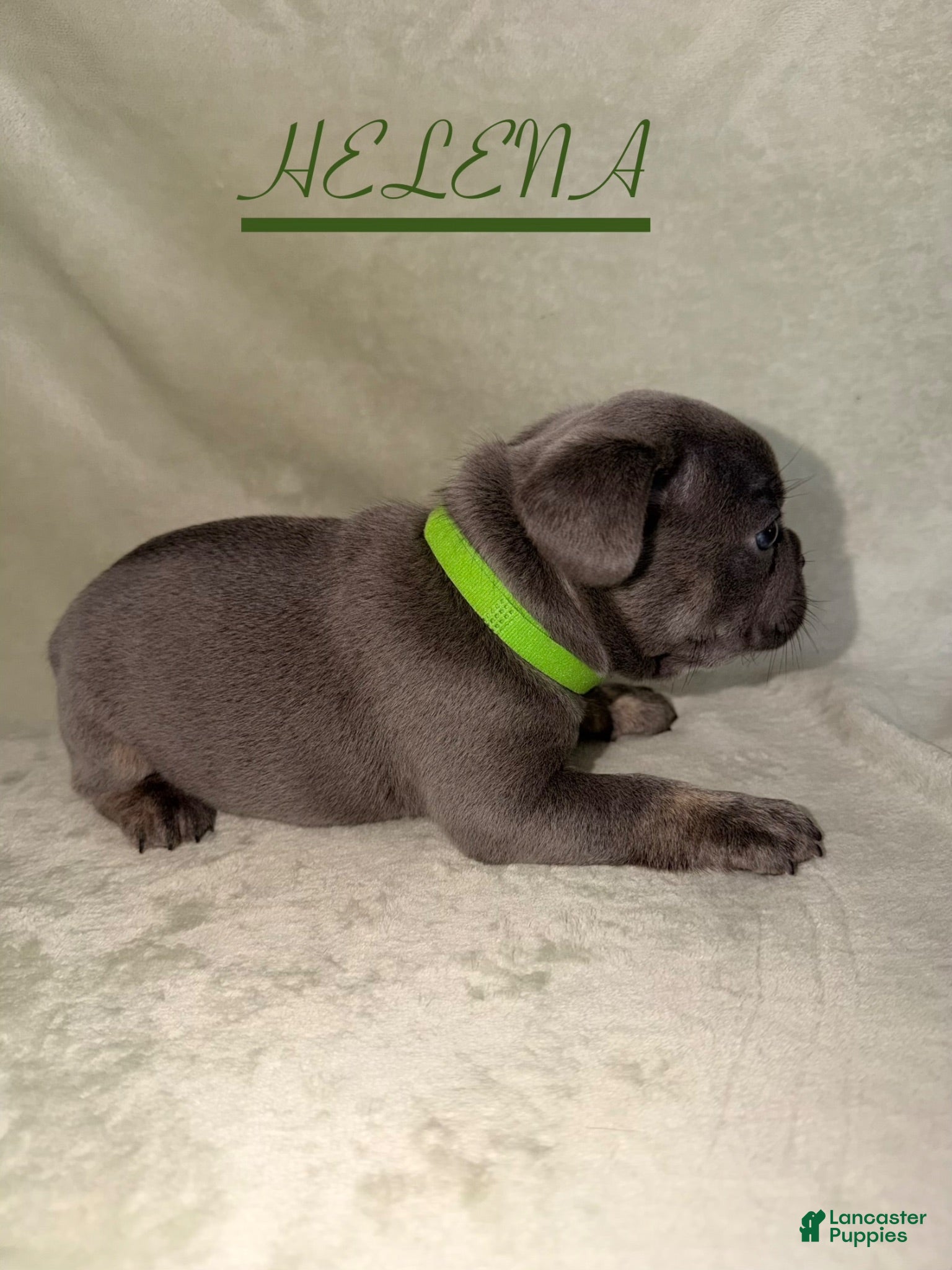 French Bulldog dogs French Bulldog 4 - Ad 2