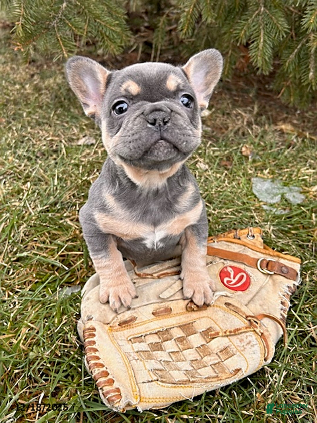 French Bulldog dogs for sale: Rivers - Ad 3