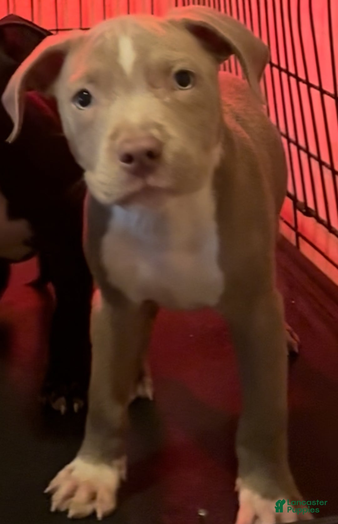 American Bully dogs for sale: American staffordshire terrier male - Ad 2