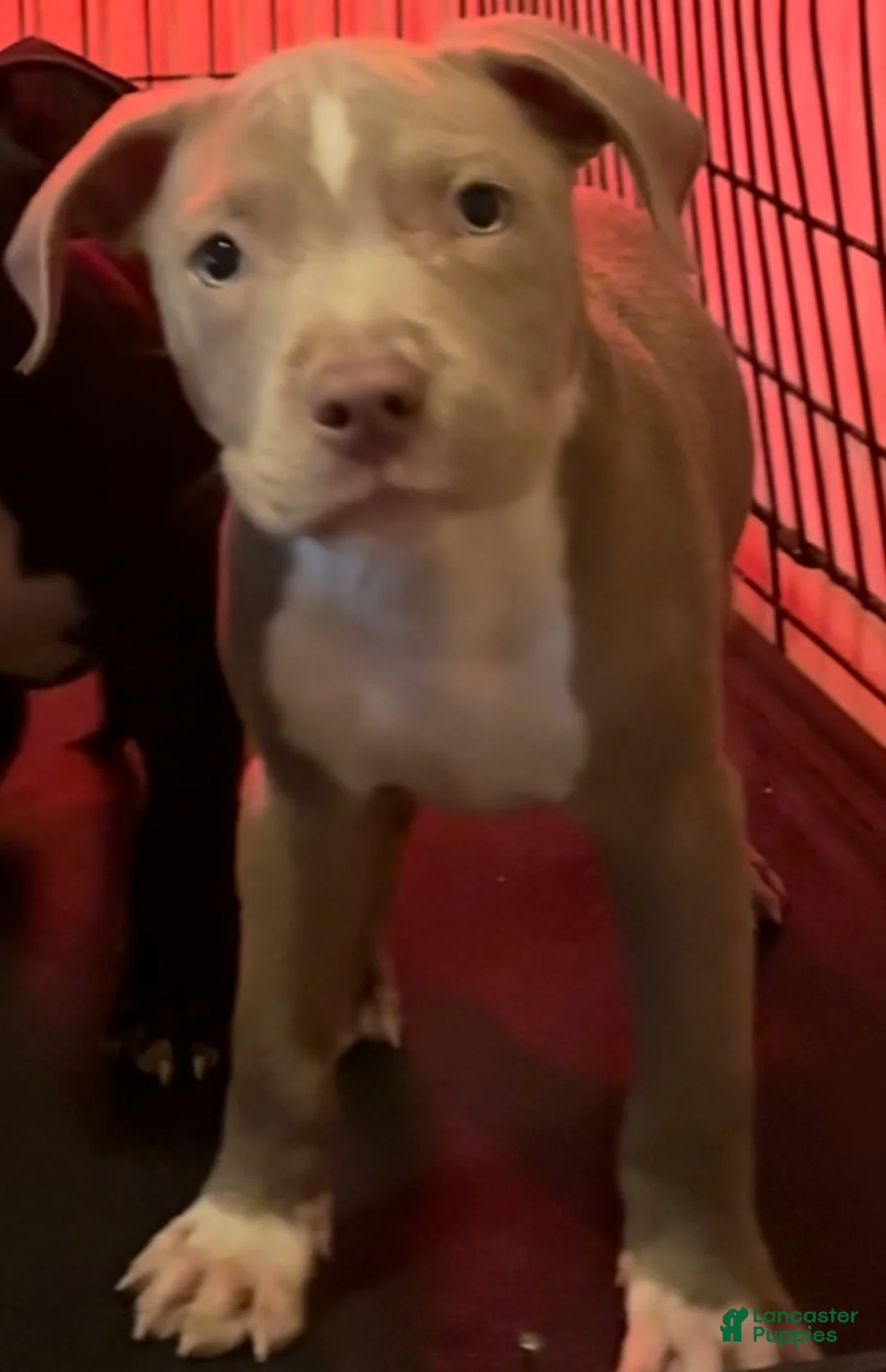 American Bully dogs for sale: American staffordshire terrier male - Ad 2