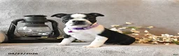Boston Terrier dogs for sale: Rain - Ad 1