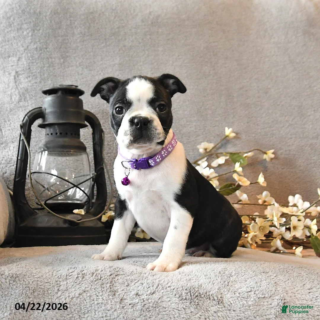 Boston Terrier dogs for sale: Rain - Ad 1