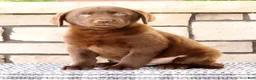 Labrador Retriever dogs for sale: Diesel - Ad 5