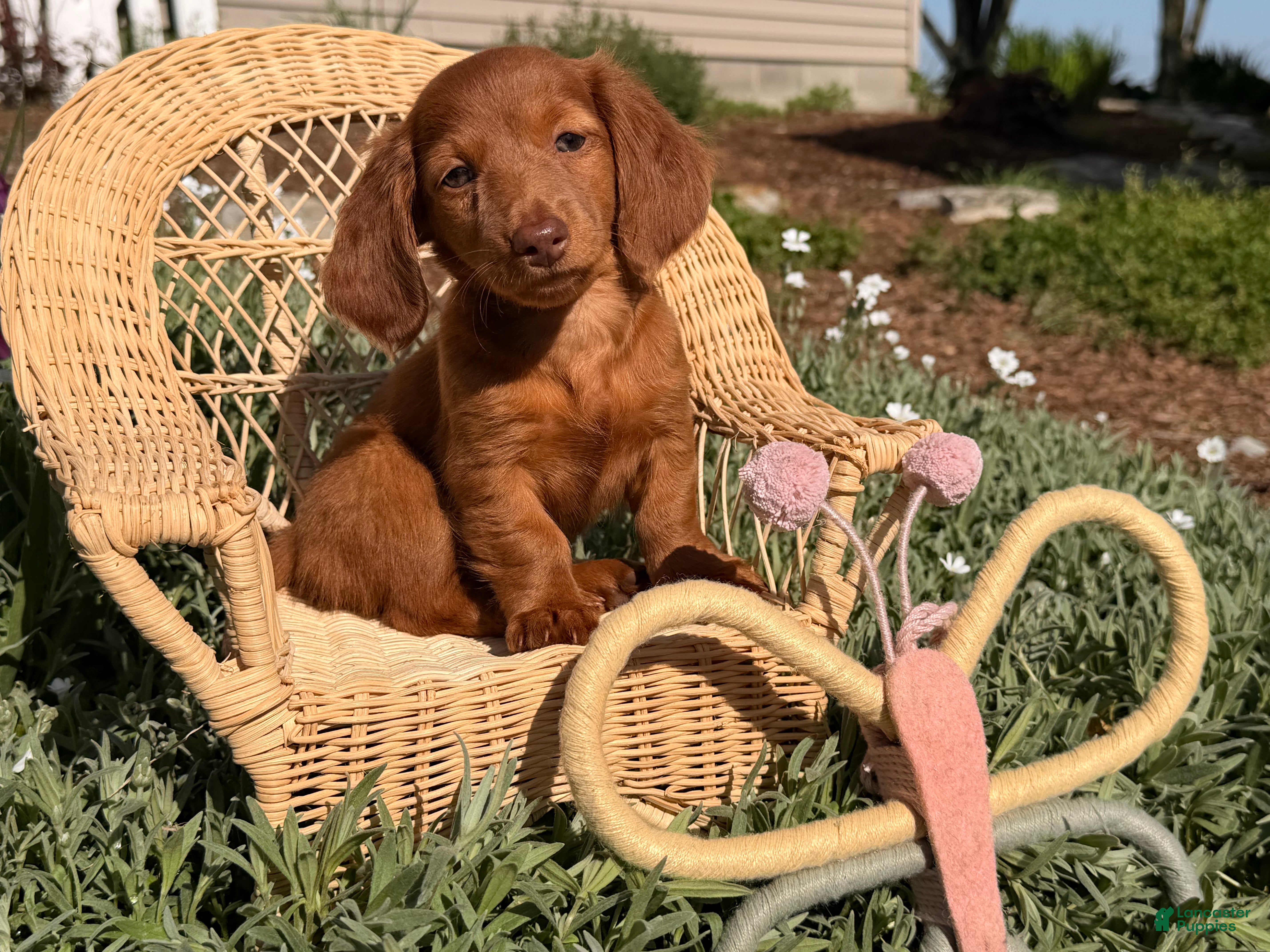 Dachshund dogs Violet - Ad 1