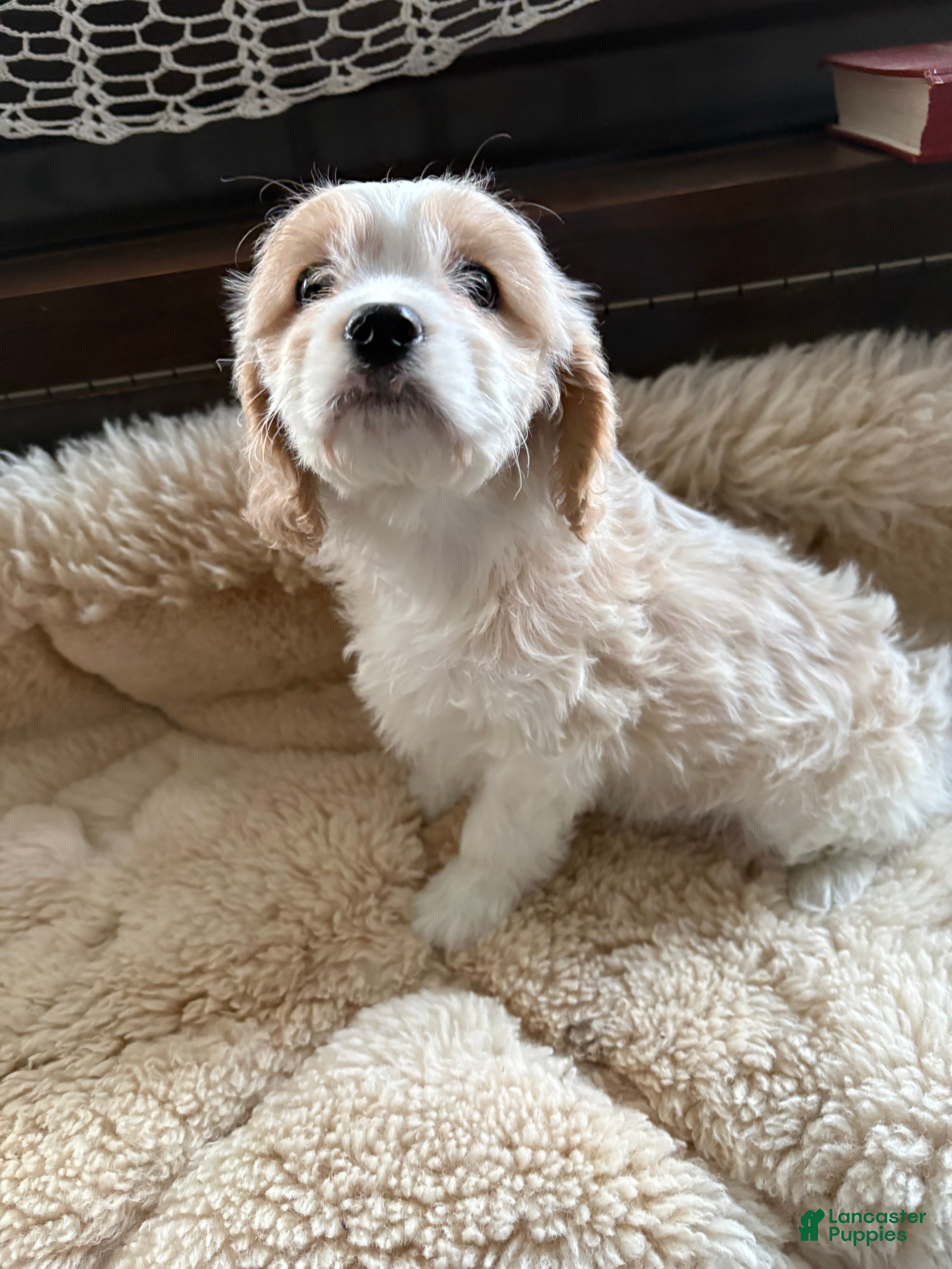 Cavachon dogs Cavachon Puppy 3 - Ad 33