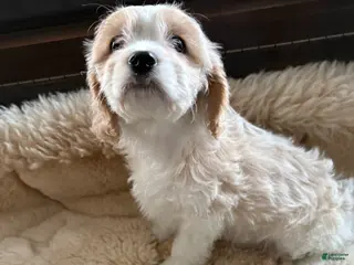 Cavachon dogs Cavachon Puppy 3 - Ad 30