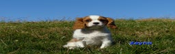 Cavalier King Charles Spaniel dogs for sale: Zayne - Ad 3