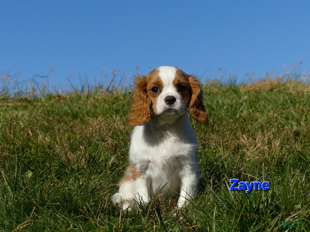 Cavalier King Charles Spaniel dogs for sale: Zayne - Ad 3