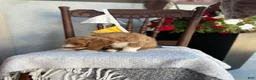 Goldendoodle dogs for sale: Coco - Ad 10