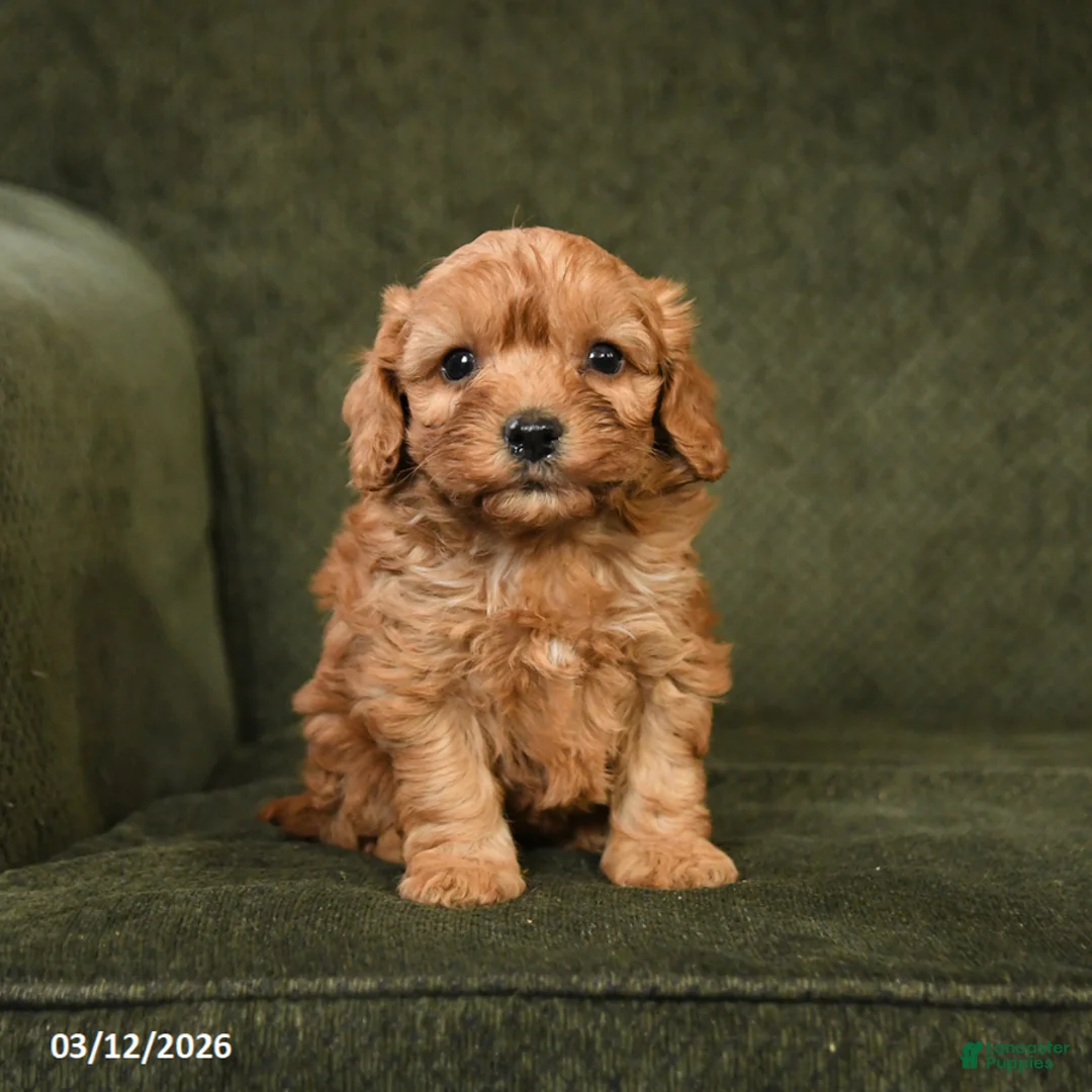 Cockapoo dogs for sale: Hazel - Ad 3